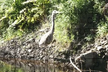 פאזל של Heron in the river - don 't take my fish!