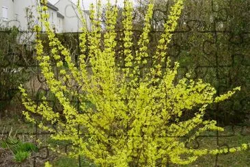 forsythia jigsaw puzzle