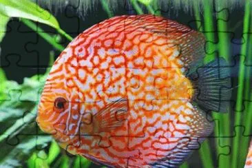 Discus