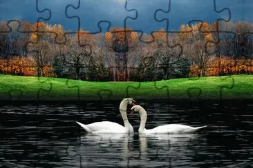 Swans