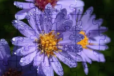 Purple Wildflower jigsaw puzzle