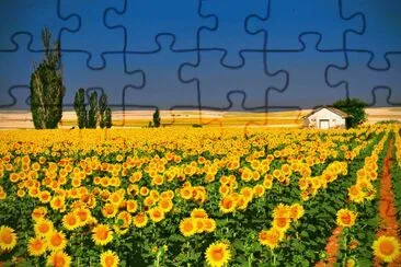 Field of Flowers jigsaw puzzle