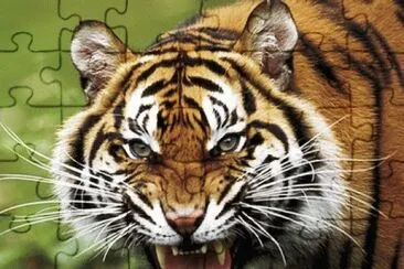 Tigre jigsaw puzzle