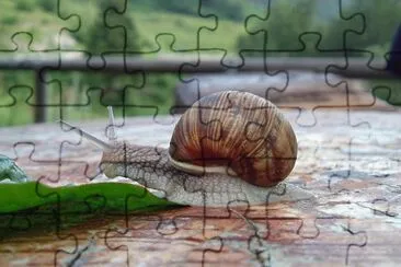 Lumaca jigsaw puzzle