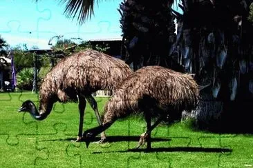 emu