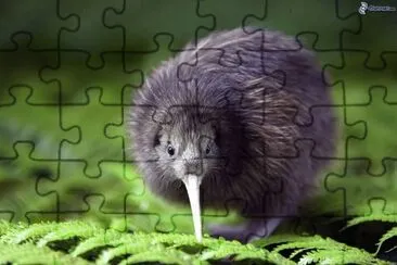 kiwi