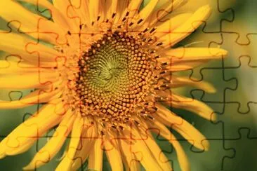 Sunflower jigsaw puzzle