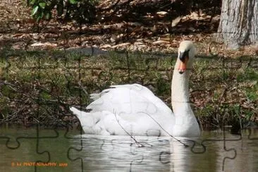 Swan