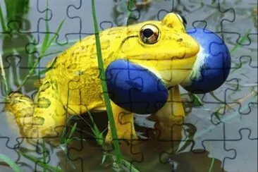 sapo amarelo jigsaw puzzle