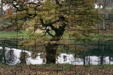 tree by the river