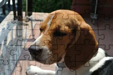 Ginger tre anni jigsaw puzzle