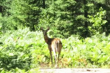 Deer in woods during bike-ride