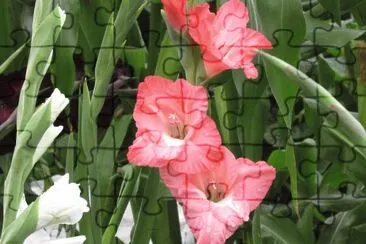  "Pretty-in-pink " Gladiolas