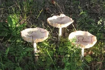  "Man On Horseback " mushrooms