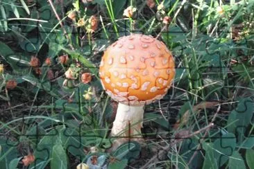  "Puffball " mushroom