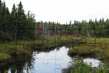 Fall colours starting in the swamp