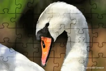 cisne jigsaw puzzle