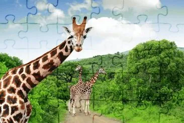 Girafas