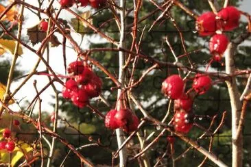 Berries on the bush