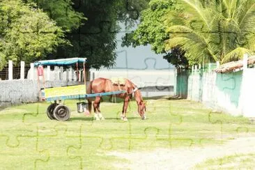 Cavalo na Carroça