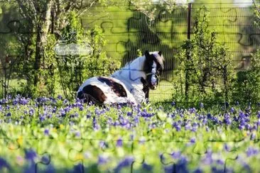 Shetland Pony mare, Cabaret - Olivia Friesen