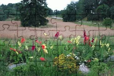 Irises and field