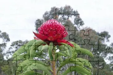 Waratah, Australia