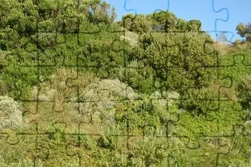 Coastal bushes, Great Ocean Road, Australia