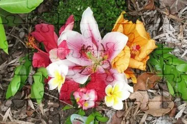 Flowers for the fairies, Australia