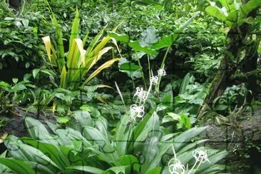 Wispy white flowers among green, Singapore