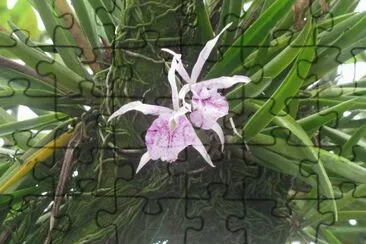 White and purple orchid high in a tree, Singapore