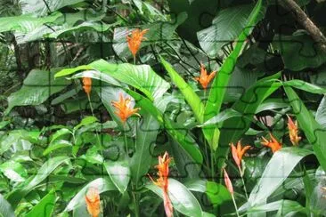 Orange heliconias, Singapore