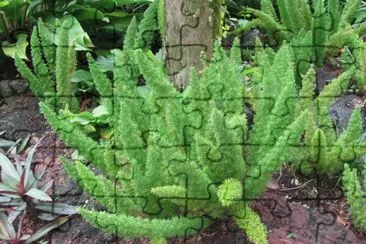 Green foxtails plants, Singapore jigsaw puzzle