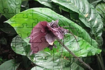 Black flower, Singapore jigsaw puzzle