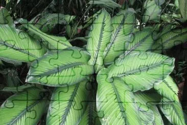 Green stripes plant, Singapore jigsaw puzzle