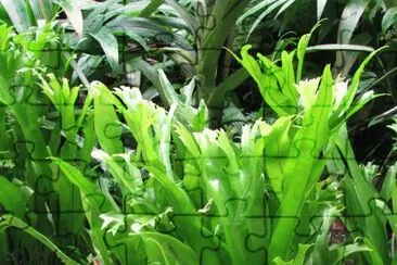 Sunlight on tall green leaves, Singapore jigsaw puzzle