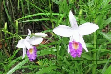 White and purple trumpet-like orchid, Singapore jigsaw puzzle