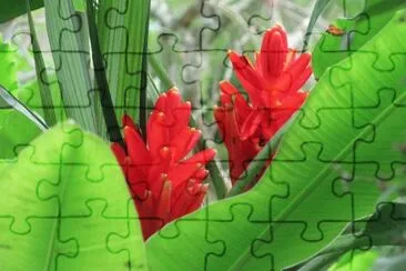 Red ginger flower, Singapore jigsaw puzzle