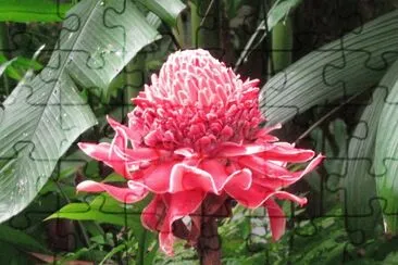 Red torch ginger plant, Singapore jigsaw puzzle