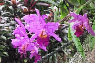 Bright purple orchid, Singapore jigsaw puzzle