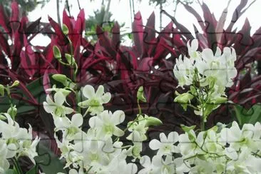 White orchids against burgundy plants, Singapore jigsaw puzzle