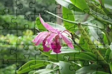 Pink orchid, Singapore jigsaw puzzle