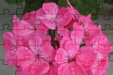 פאזל של Pink hydrangea, Australia