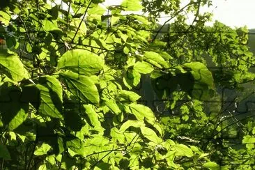 פאזל של Sunlight through leaves, Germany