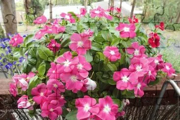 פאזל של Pink flowers, Australia