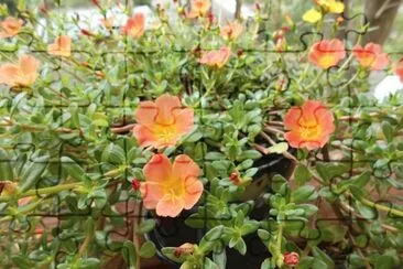 פאזל של Orange flowers in a pot, Australia