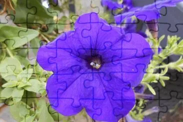 פאזל של Purple begonia flower, Australia