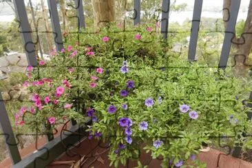 פאזל של Small purple and pink flowers, Australia