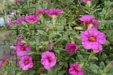 Pretty pink flowers, Australia