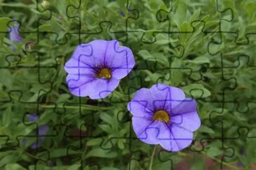 Pretty purple flowers, Australia